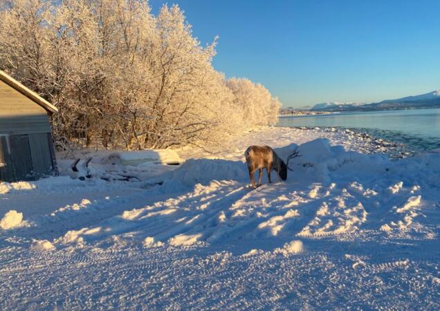 Tromsø